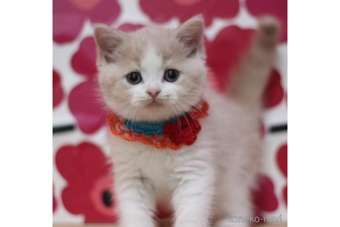 成約済の東京都のスコティッシュフォールド-70782の3枚目